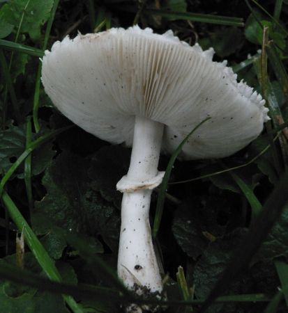 Lepiota alba